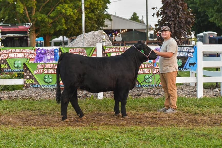 Boy and black steer