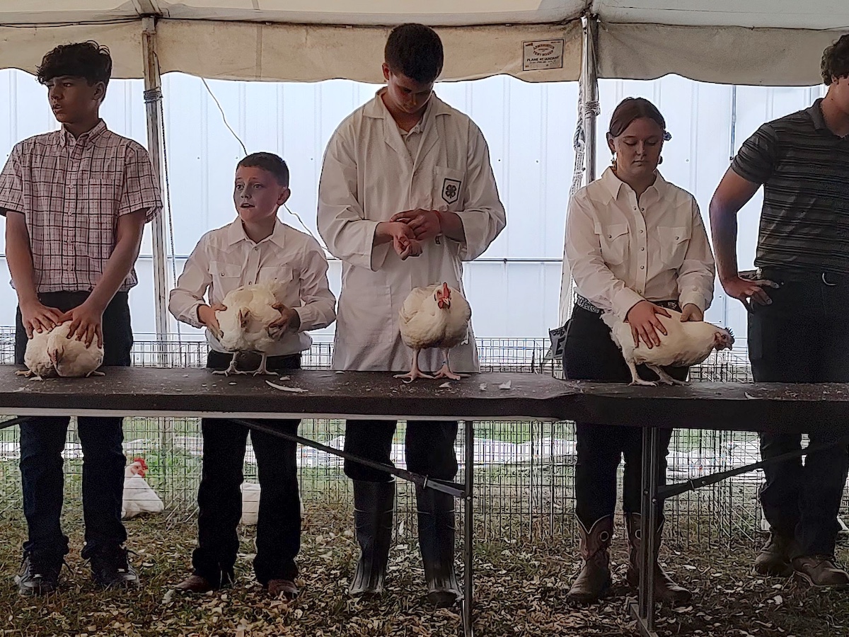 Kids showing chickens