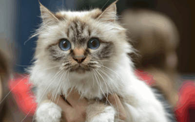 Cat Department