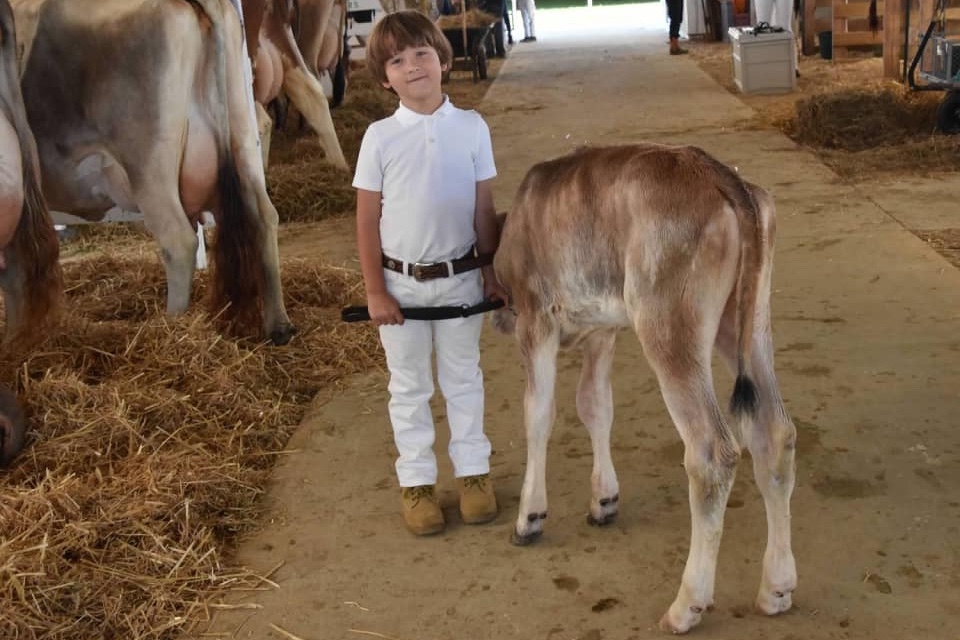 Boy and calf