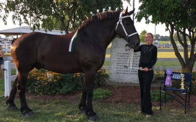 Youth Draft Horse Department