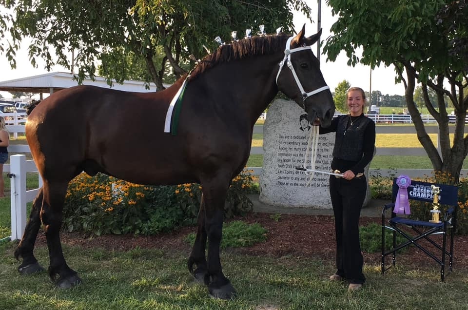Draft Horse(960×640) – Department Girl and brown draft horse