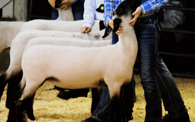 Sheep Department