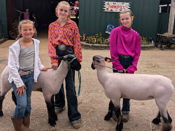 Three girls and sheep